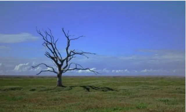 Climate change a threat to human wellbeing, health of planet: UN report