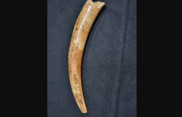 Mammoth tusk unearthed on Lithuania's Baltic coast