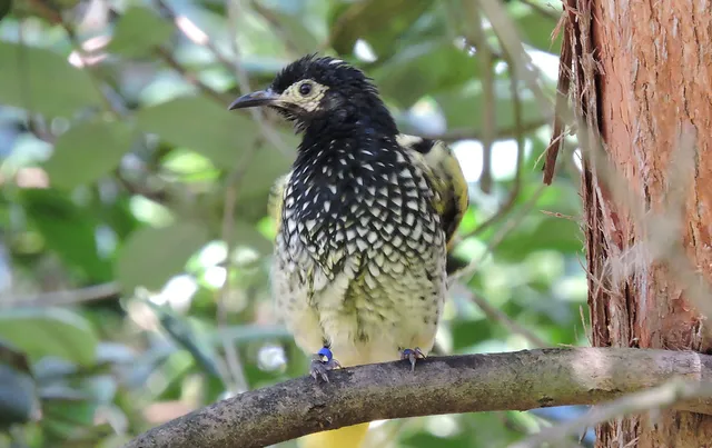 This iconic Australian bird is on the brink of extinction: Report