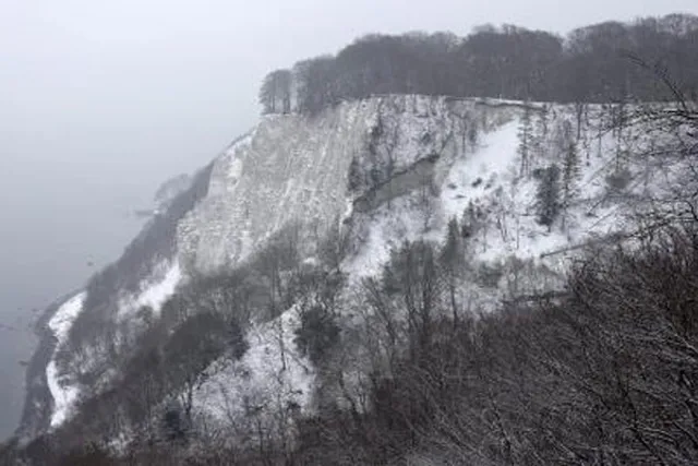 Germany's forest land lost 'higher-than-expected': Satellite data 