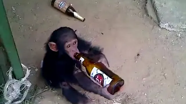Explained: Does humans' love for alcohol come from monkeys?