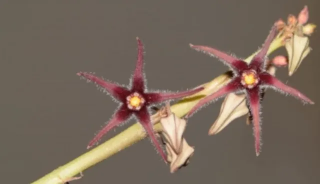 Presumed extinct plant species rediscovered after 188 years