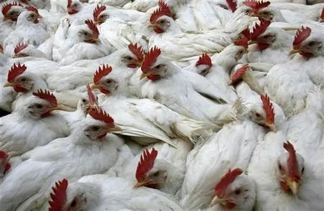 Scientists find gene preventing bird flu virus from spreading to humans