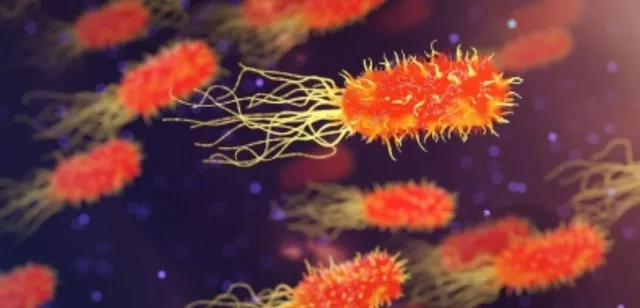 Scientists discover new bacteria clinging to plastic for 'hitchhike' across oceans