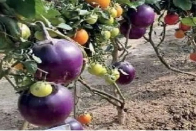 It's a pomato! Scientists grow potato and tomato in one plant