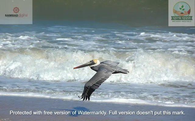 How wild species contribute to billions of people daily worldwide