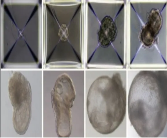 Without sperm or eggs, scientists create first synthetic embryos