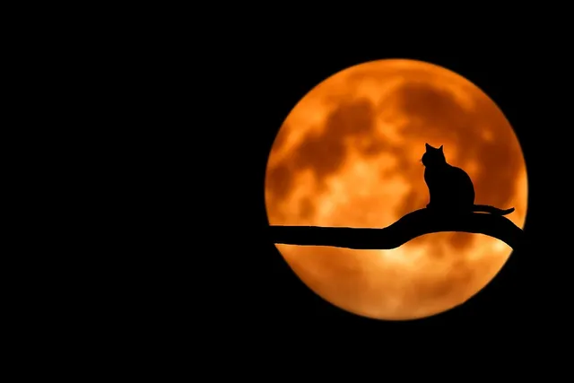 Why suicidal deaths spike during the full moon week