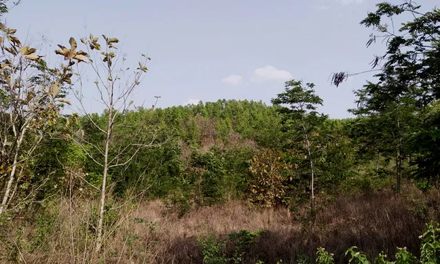 Climate-positive tree cover restoration is crucial to curb local warming: Study