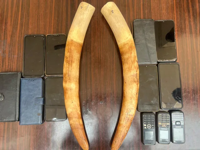 2 elephant tusks seized, 11 wildlife criminals held in Odisha’s Rourkela