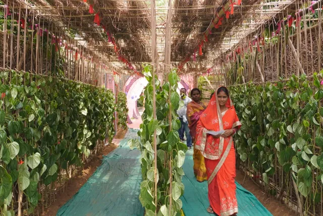 A betelvine-themed polling booth in Odisha draws attention of many