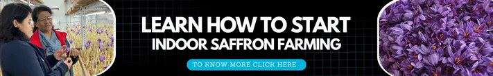 Learn How To Start Indoor Saffron Farming