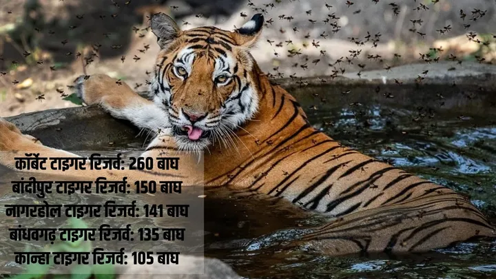 tiger-population