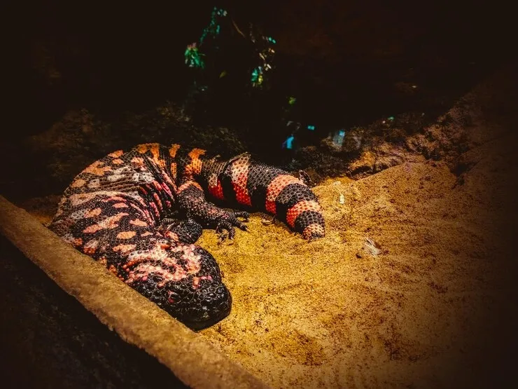Exotic Venomous Lizards
