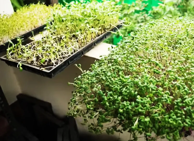 sells them to hotels