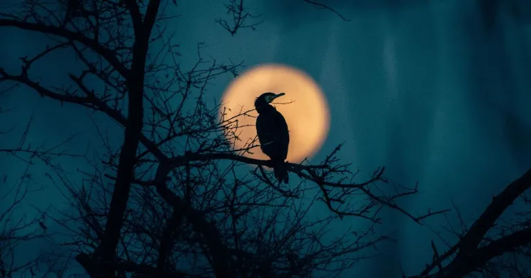 TBI FEATURED IMAGE (82)