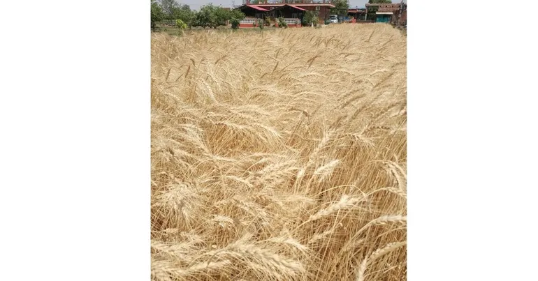 wheat field hansali