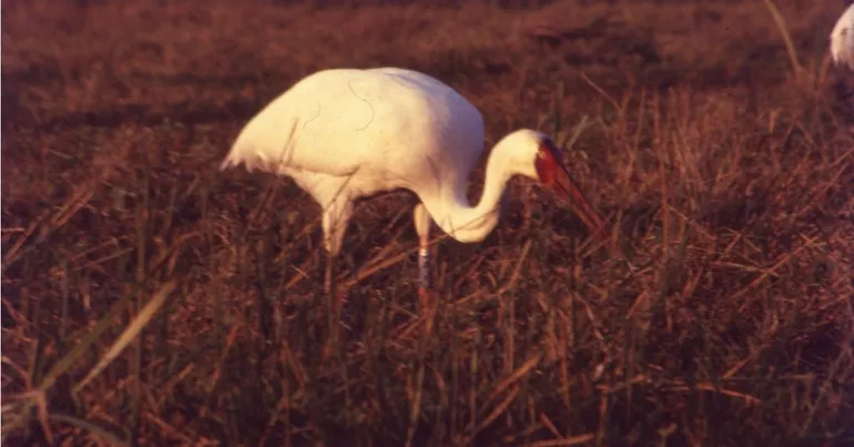 siberian crane bharatpur