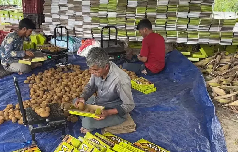 workers packaging kiwi