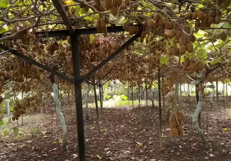 an iron trellis for kiwi