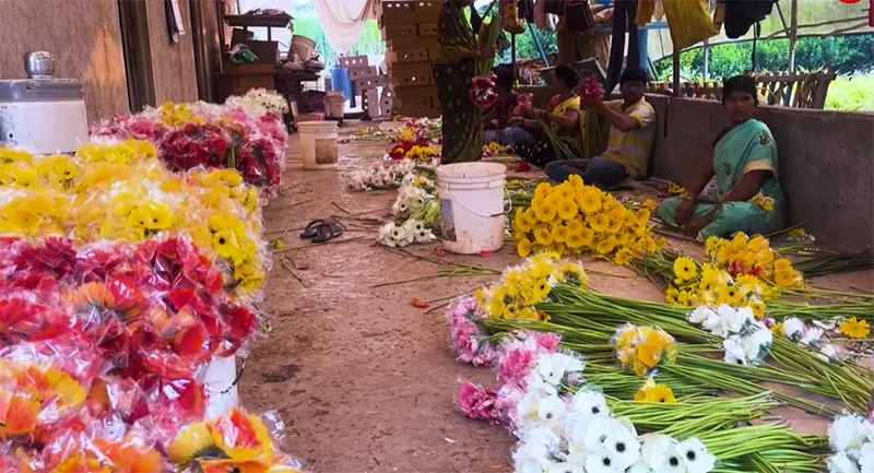workers packing flowers