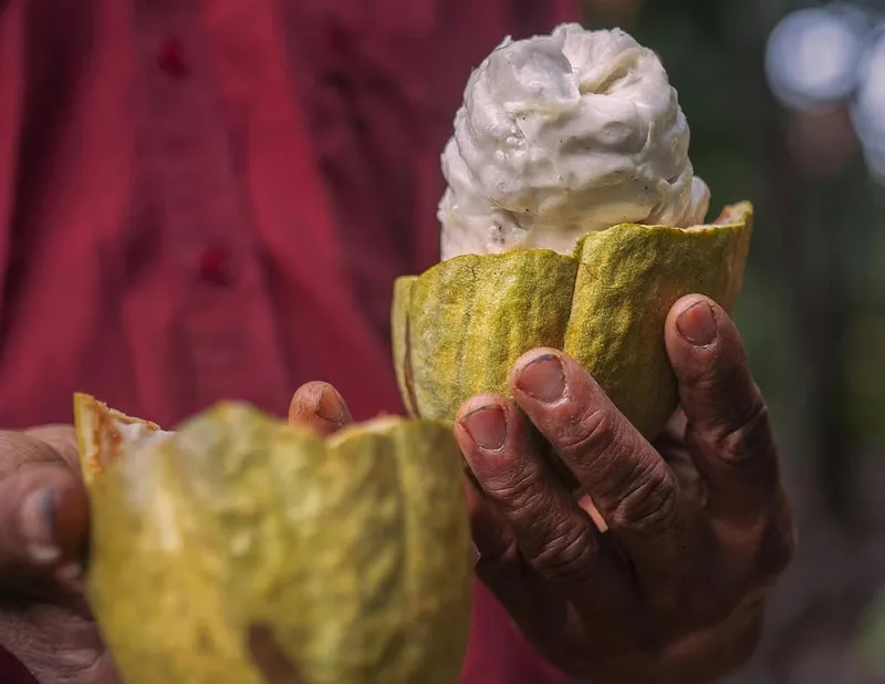 single origin cocoa beans