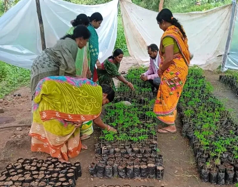 preparing saplings of moringa