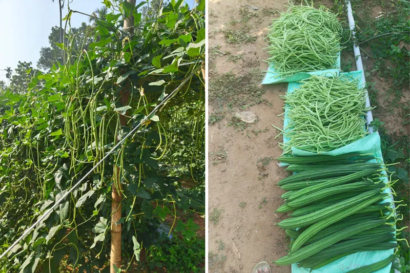 fresh farm produce