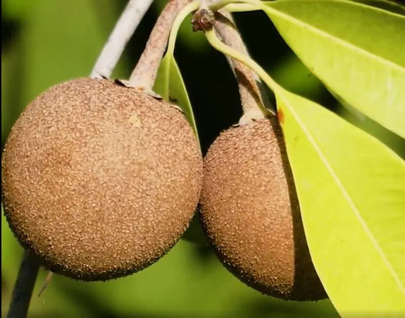 BROWNISH FRUIT CHIKOO