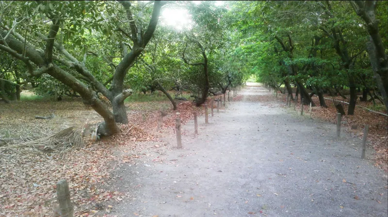 chikoo orchard in gholvad