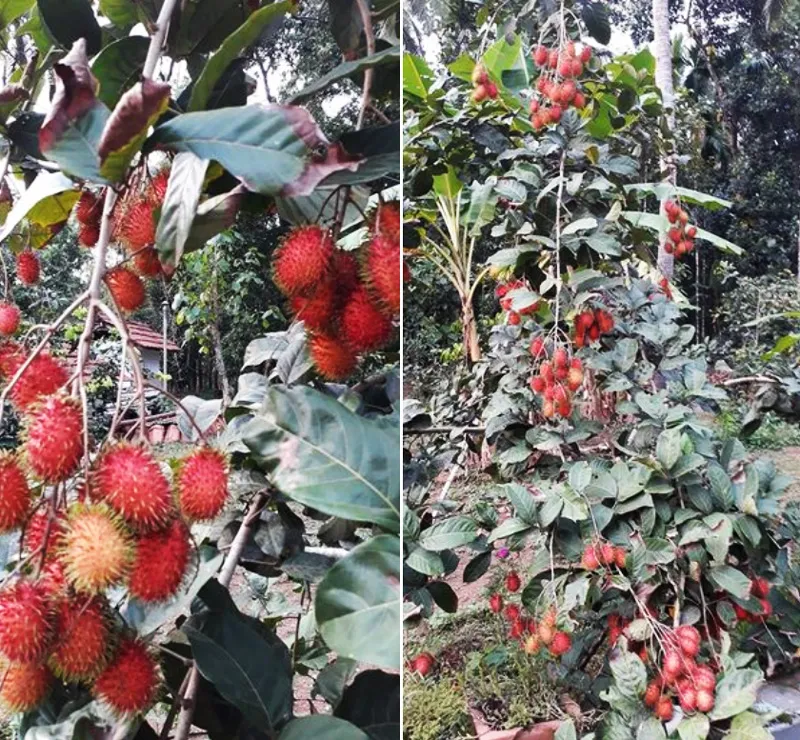 high density rambutan