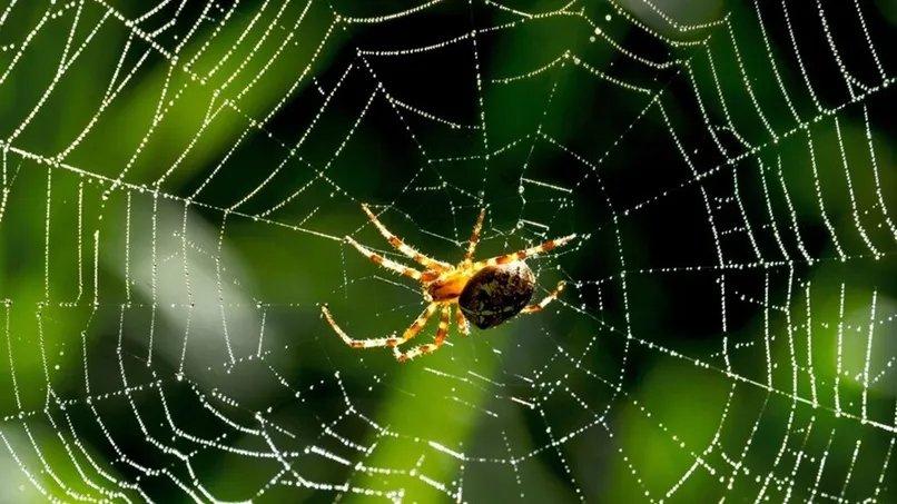 Animals Having Hundreds of Eyes 1