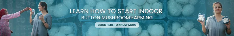 Learn How to Start Indoor Button Mushroom Farming Click Here to Know More (2)