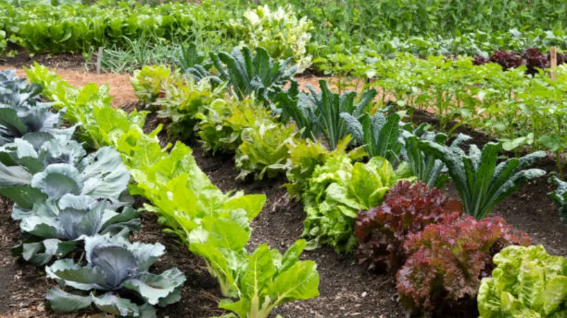 2 kitchen gardens
