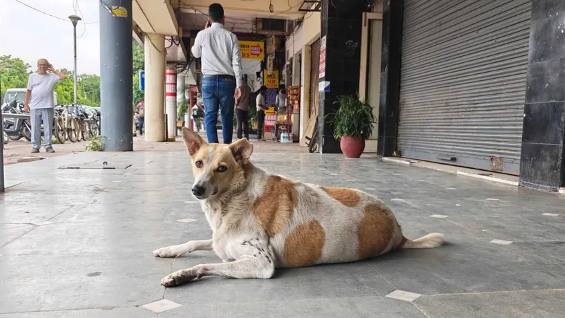 Supreme Court stray dogs order