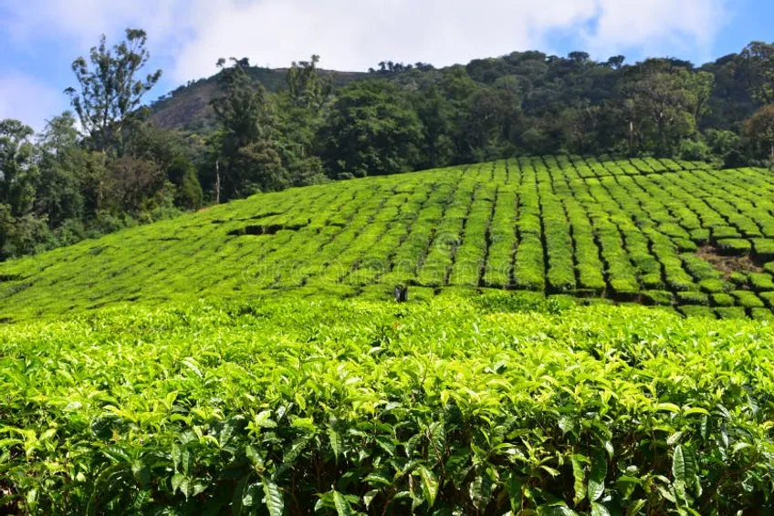 Meghamalai High Wavy Mountains - the Hidden Paradise Stock Image ...