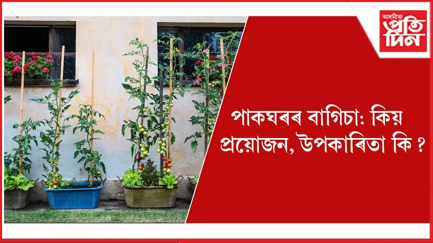 পাকঘৰৰ বাগিচা seo (1)