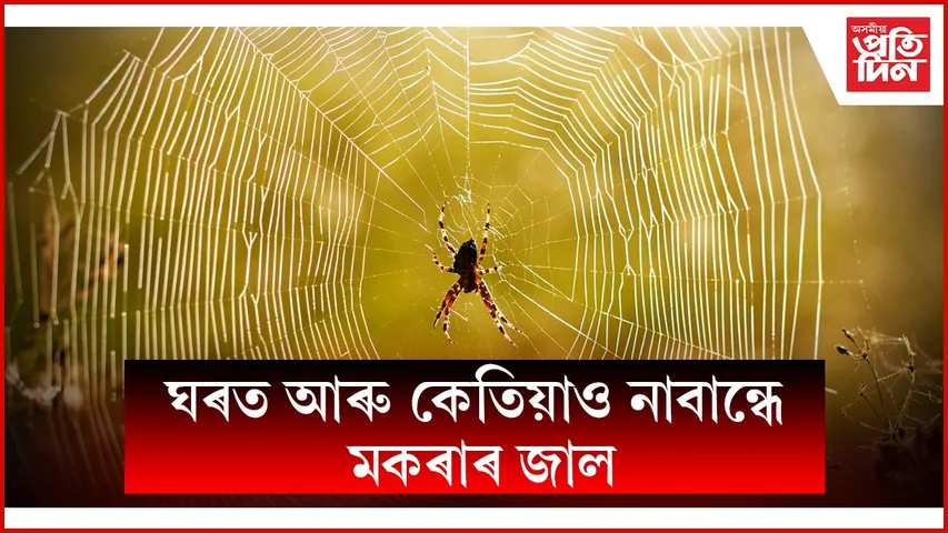 web ap spider