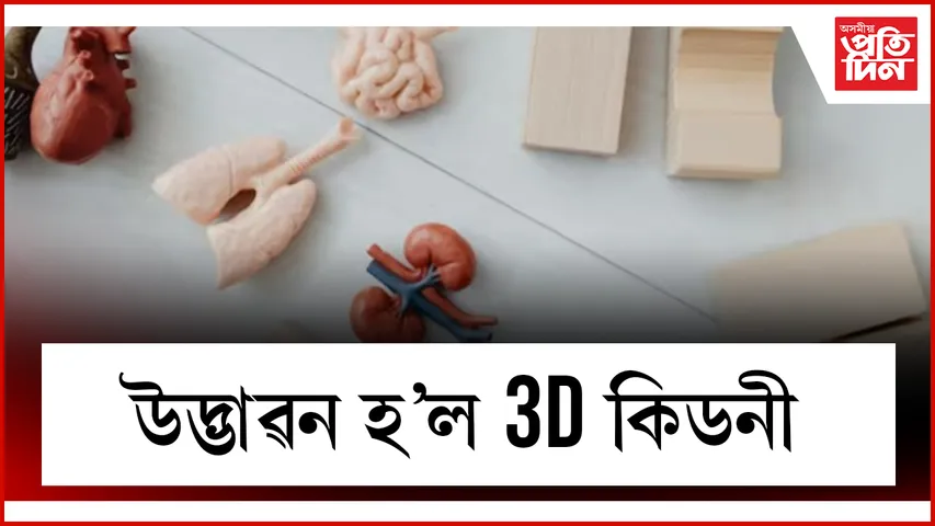 কিডনী