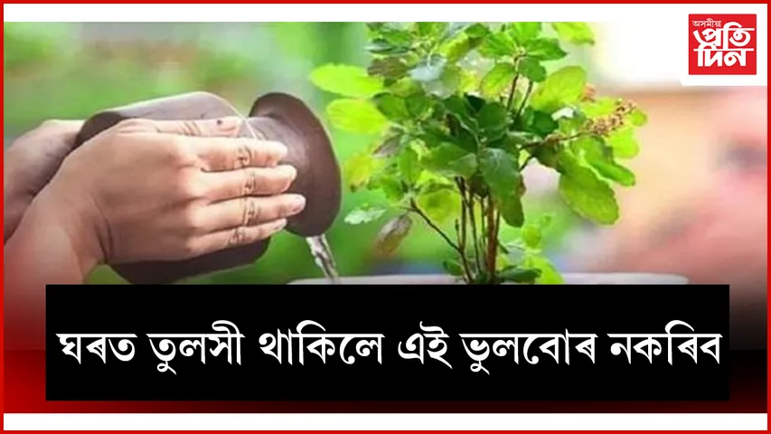 তুলসী web