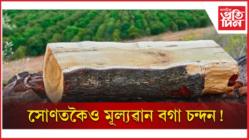 বগা চন্দন