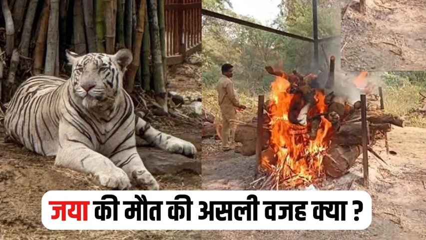 CG White Tigress Death