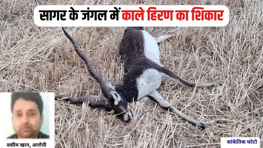MP Blackbuck Hunt (2)