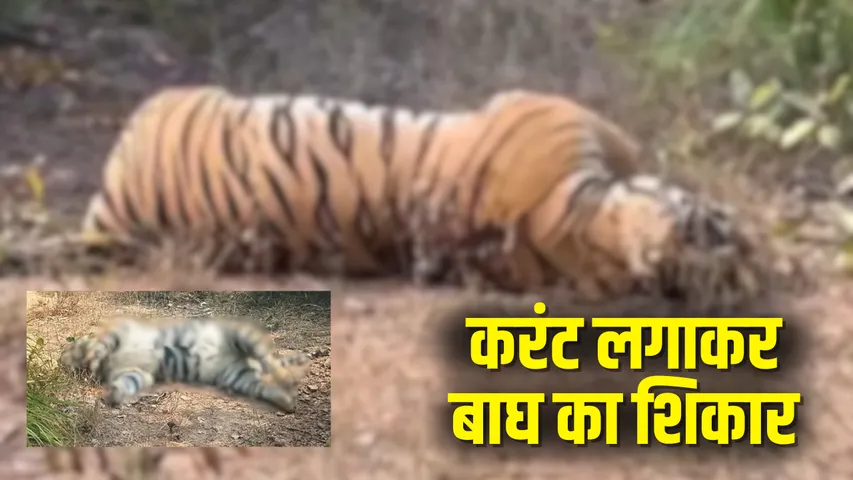 CG Tiger Poaching Case