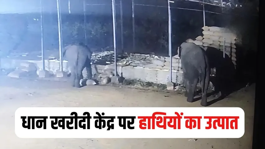 Raigarh Elephant Attack
