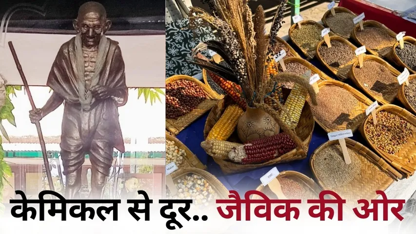 Bhopal Gandhi Bhawan Jaivik Utsav Organic Vegetables Balaghat Chinnor Rice hindi news