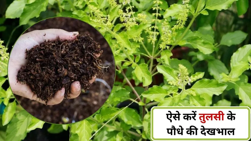 tulsi care tips