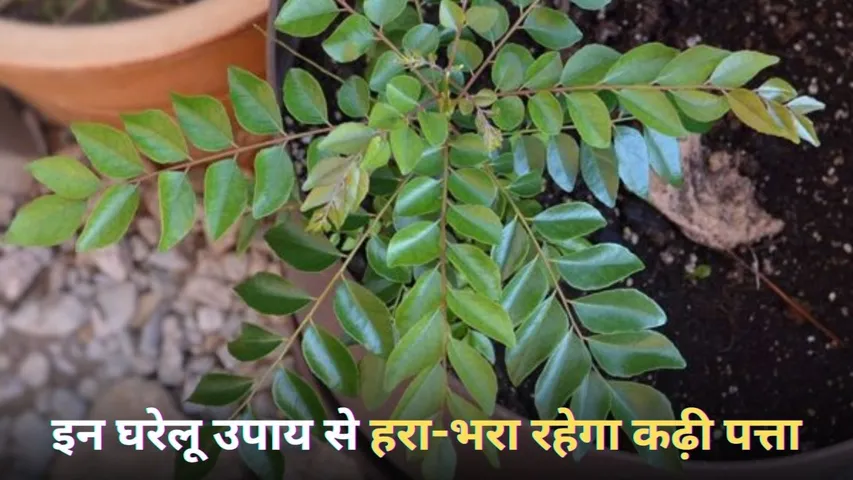 ऐसे बनाएं बैंगन की टेस्टी रेसिपी (3) (1)