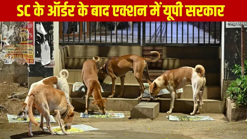 _Supreme Court Guidelines Stray Dogs Up shelter homes abc centres every city hindi zxc