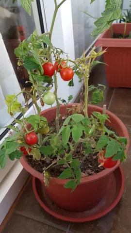 tomato (2)